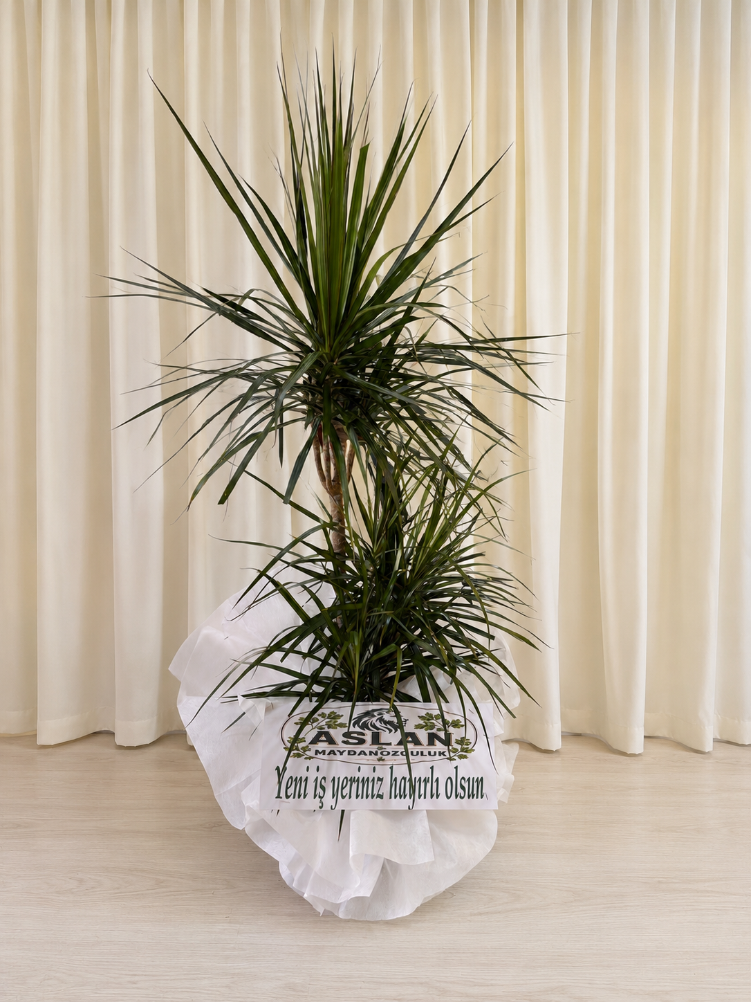 marginata